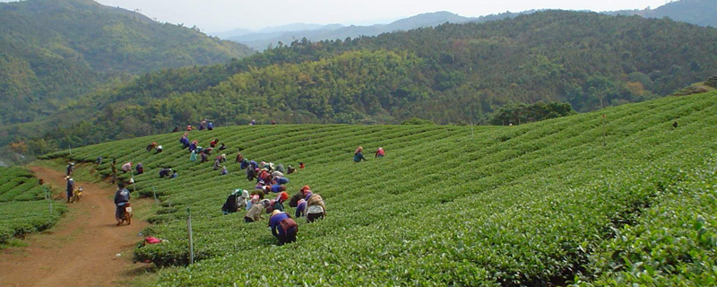 Teeplantage-Thailand